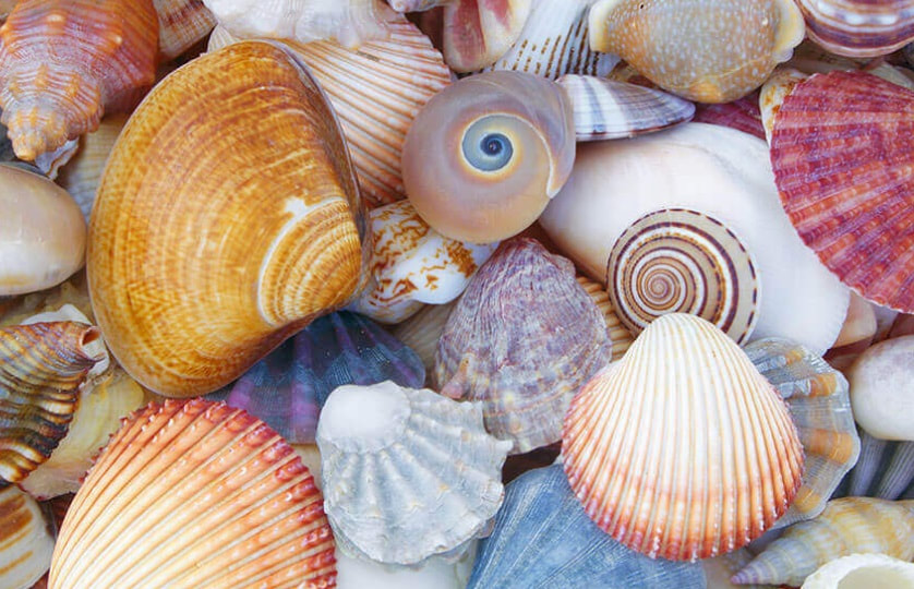 Your subconscious read through seashells